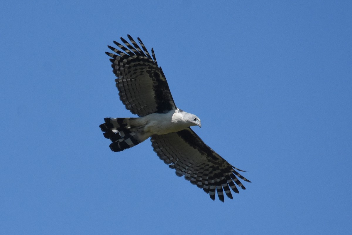 Gray-headed Kite - ML367810521