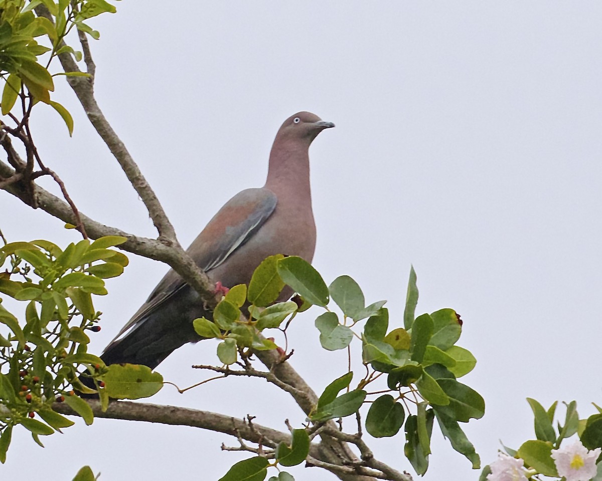 Plain Pigeon - ML36781161