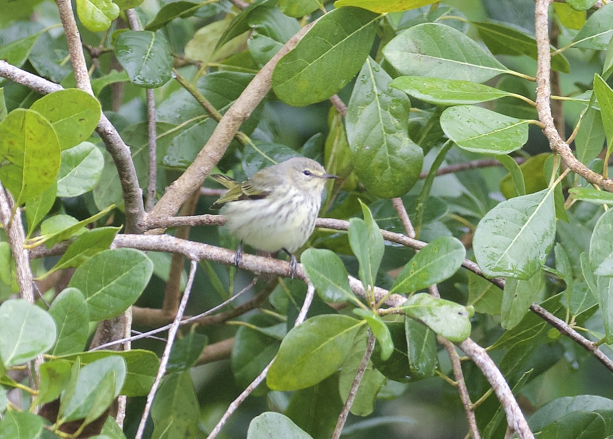 Cape May Warbler - Gil Ewing