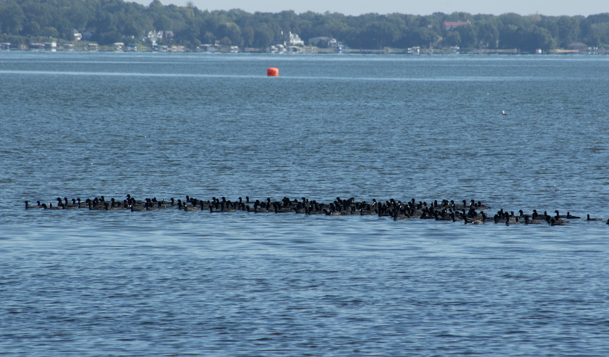 American Coot - ML367811901