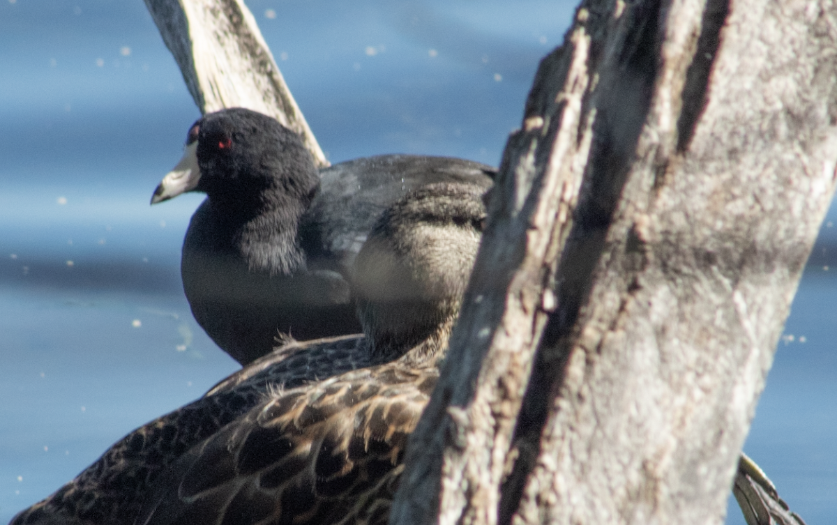 American Coot - ML367812001