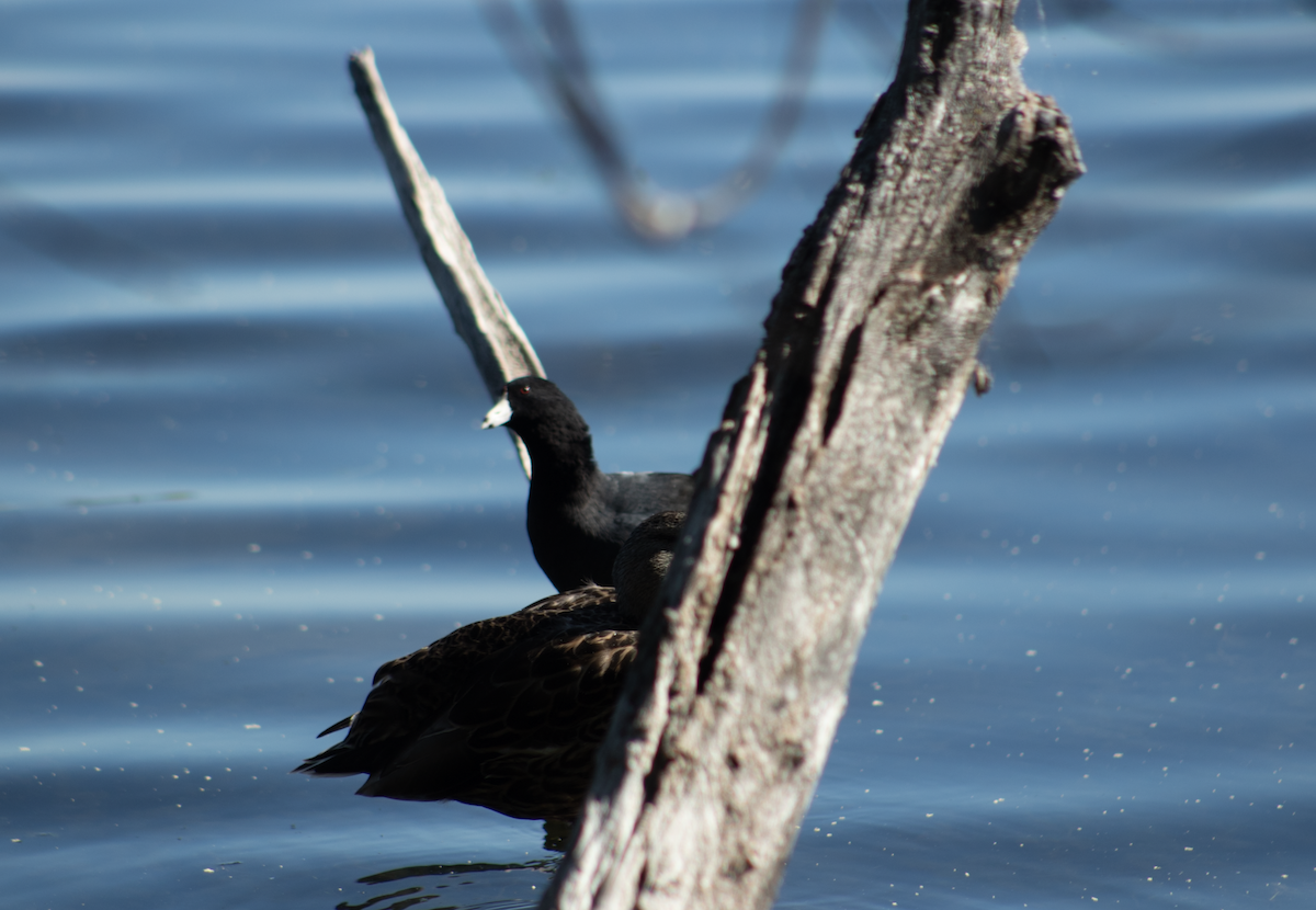 American Coot - ML367812091