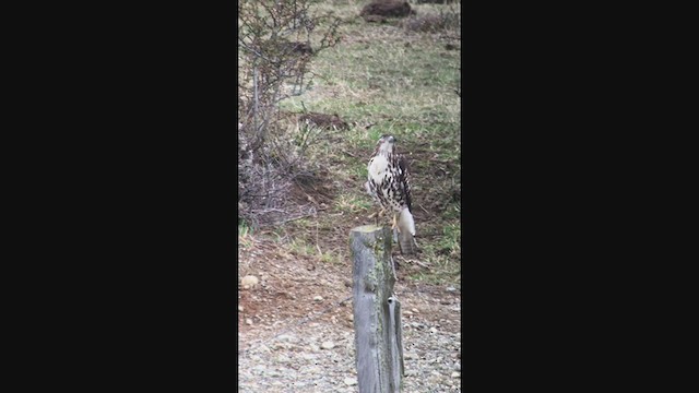 Rufous-tailed Hawk - ML367812841