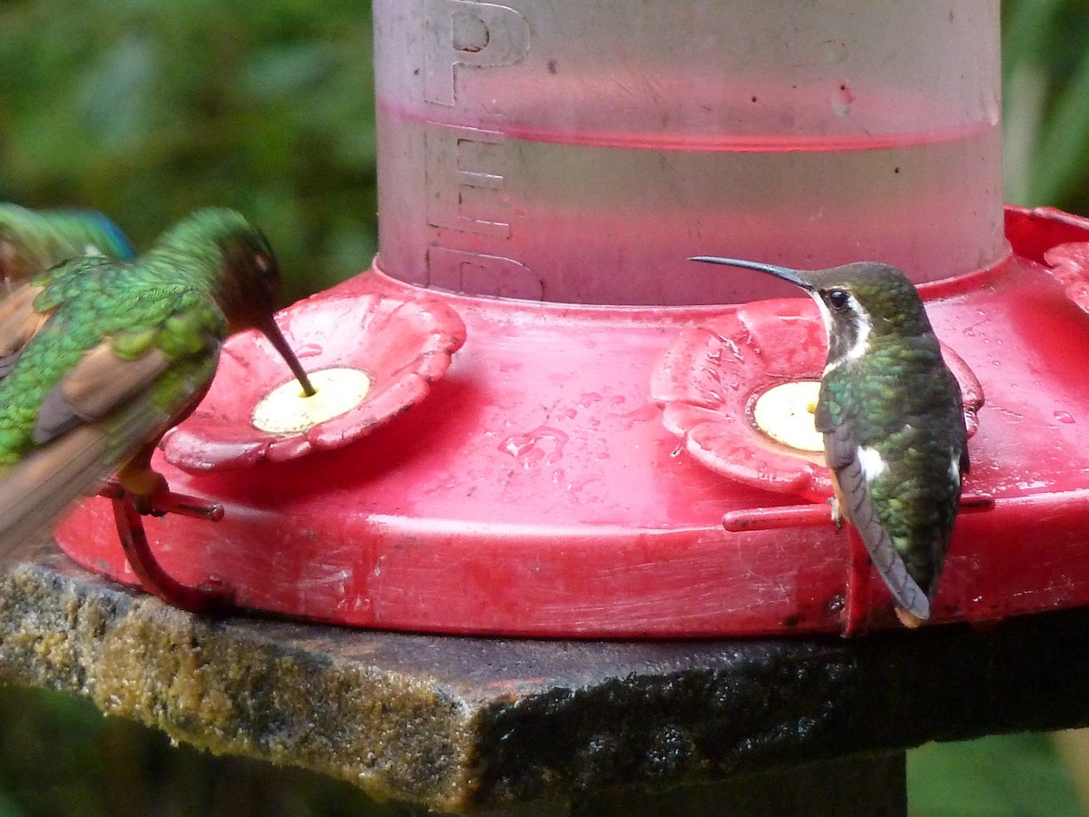 White-bellied Woodstar - ML36781301