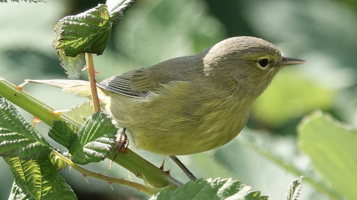 Orange-crowned Warbler - Quentin Brown