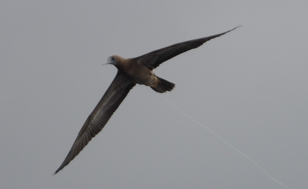 Brown Booby - ML367813901