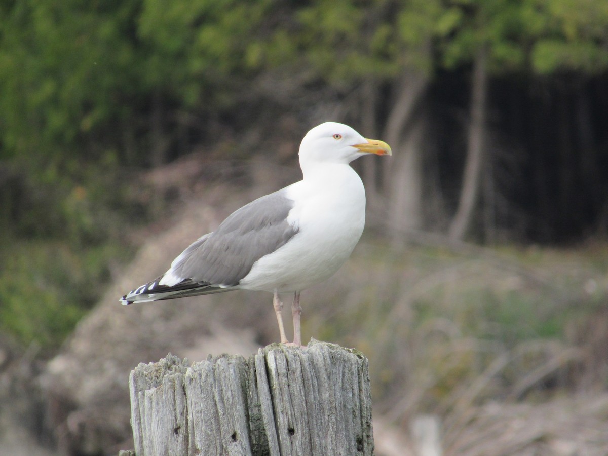 Herring x Great Black-backed Gull (hybrid) - ML367813991