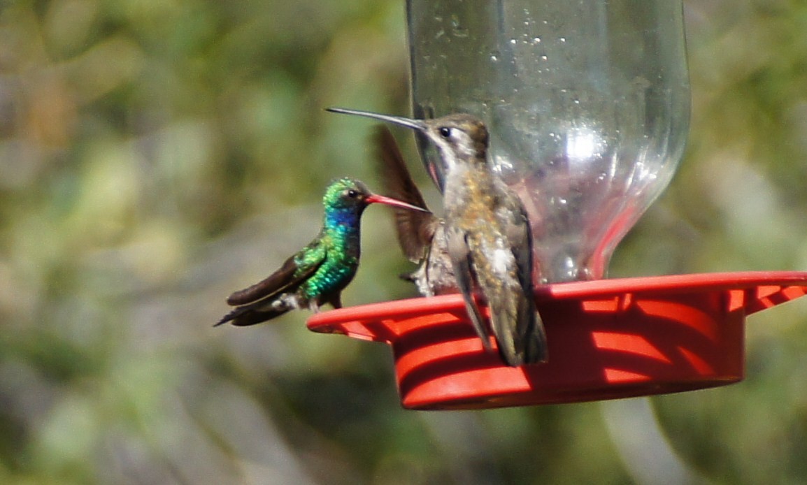 kolibřík achátový - ML367815091
