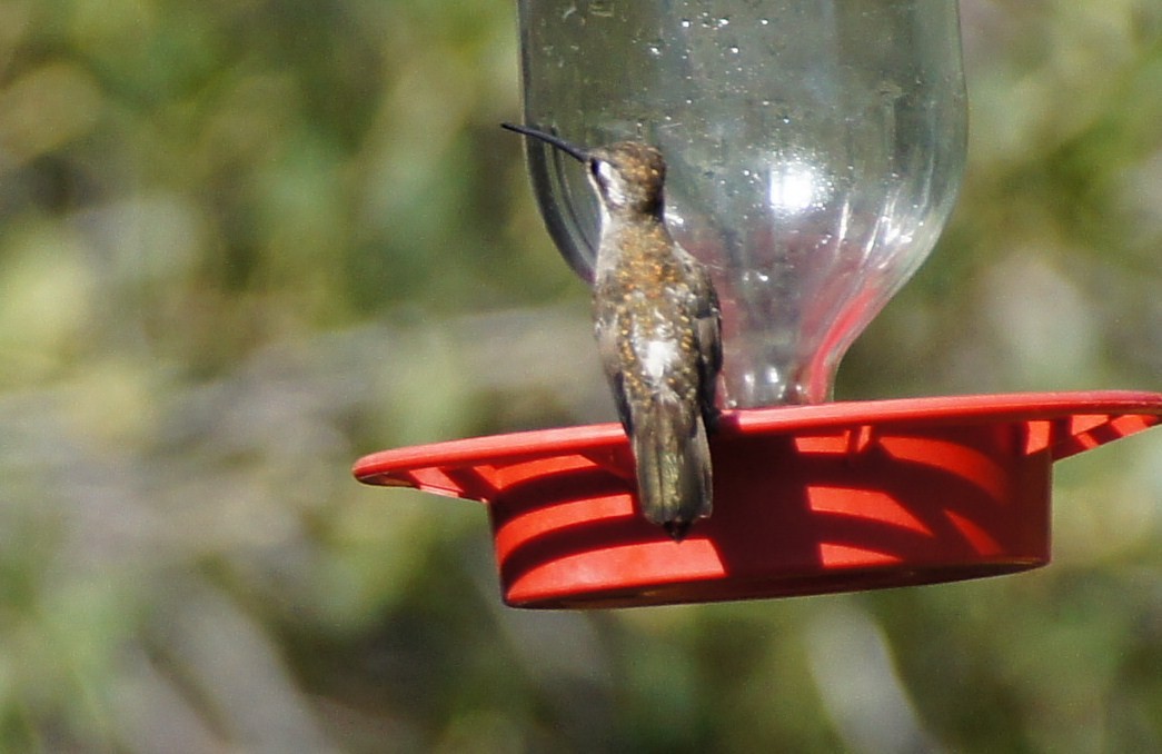 kolibřík achátový - ML367815101