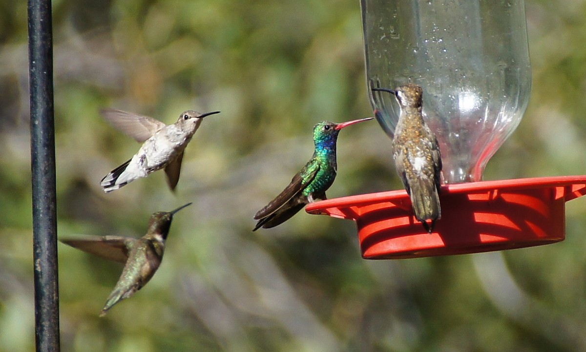 kolibřík achátový - ML367815131