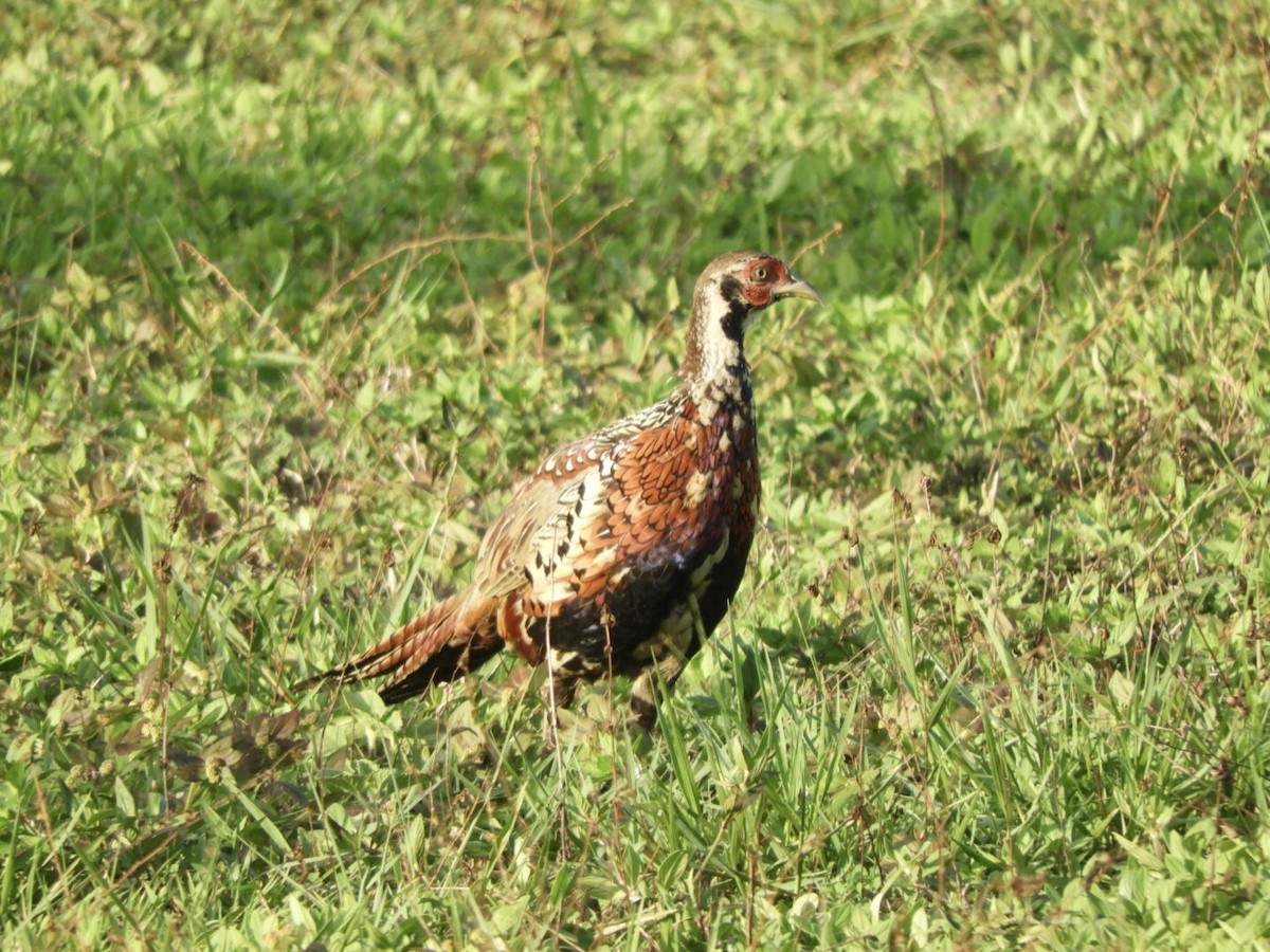 Ring-necked Pheasant - CHEN Chien Hung