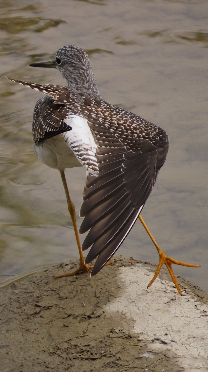 Greater Yellowlegs - ML367816201