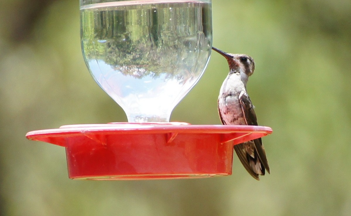 kolibřík achátový - ML367816561