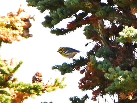 Townsend's Warbler - ML367816931