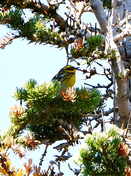 Townsend's Warbler - ML367816951