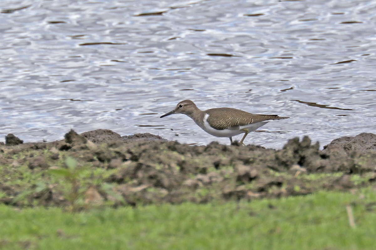 Common Sandpiper - Francisco Barroqueiro