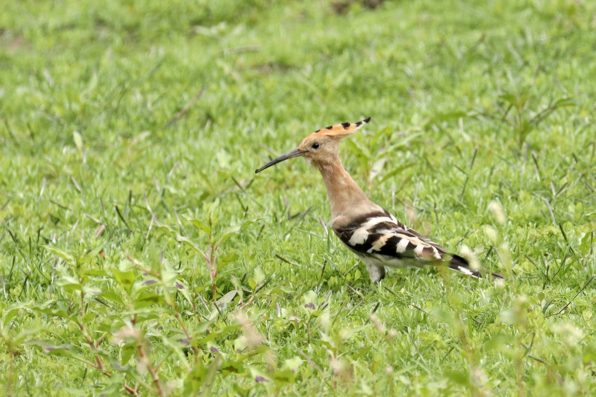 Eurasian Hoopoe - ML367818141