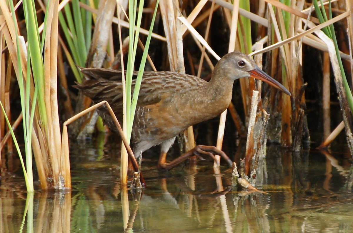 Ridgway's Rail (Yuma) - Tommy DeBardeleben