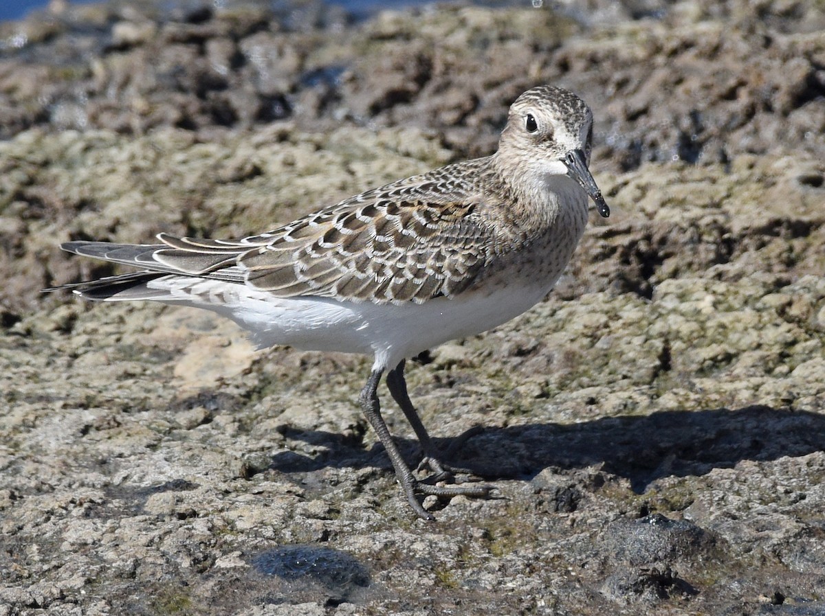 Baird's Sandpiper - ML367819481