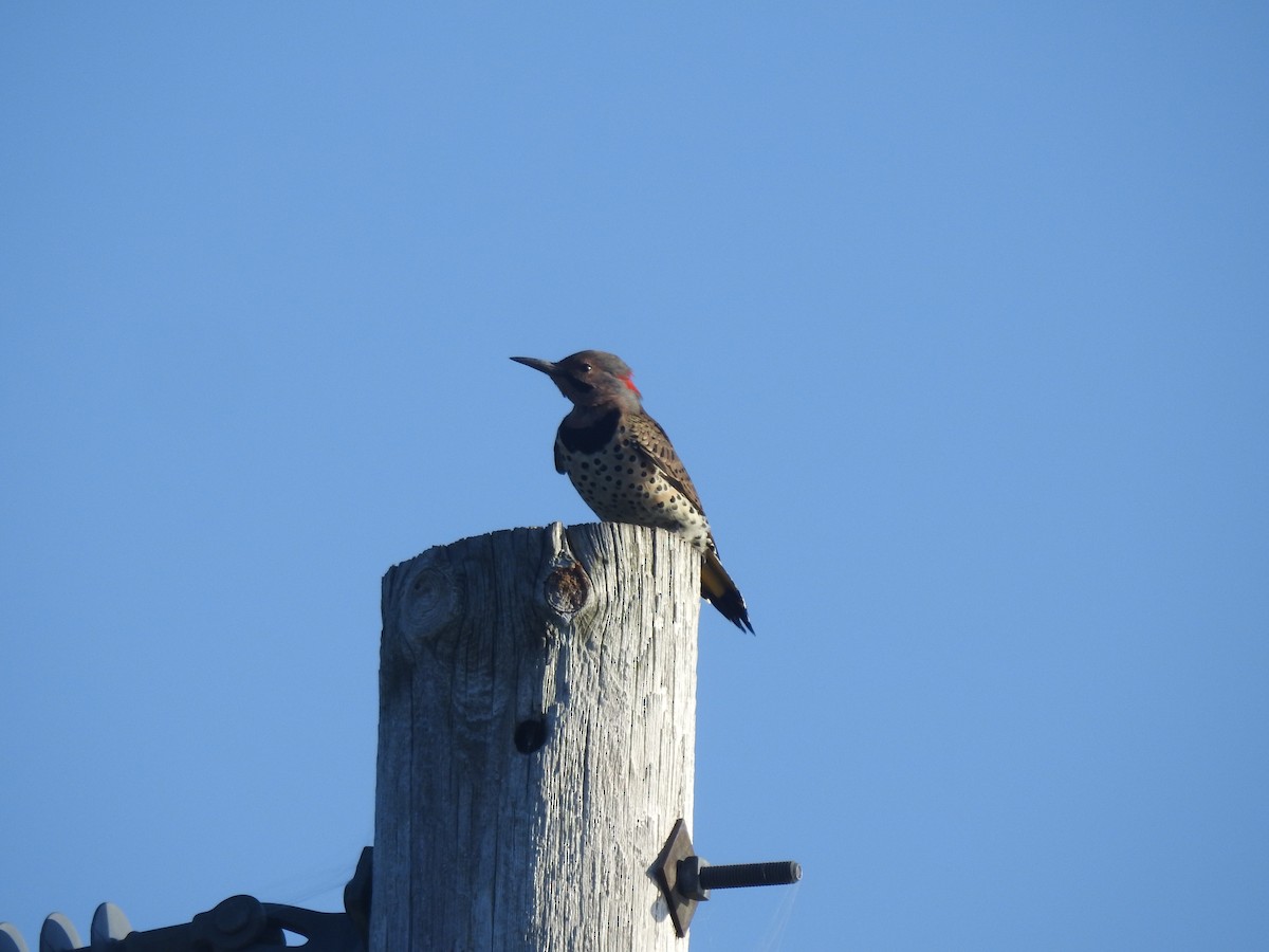 Northern Flicker (Yellow-shafted) - Sylvia Craig