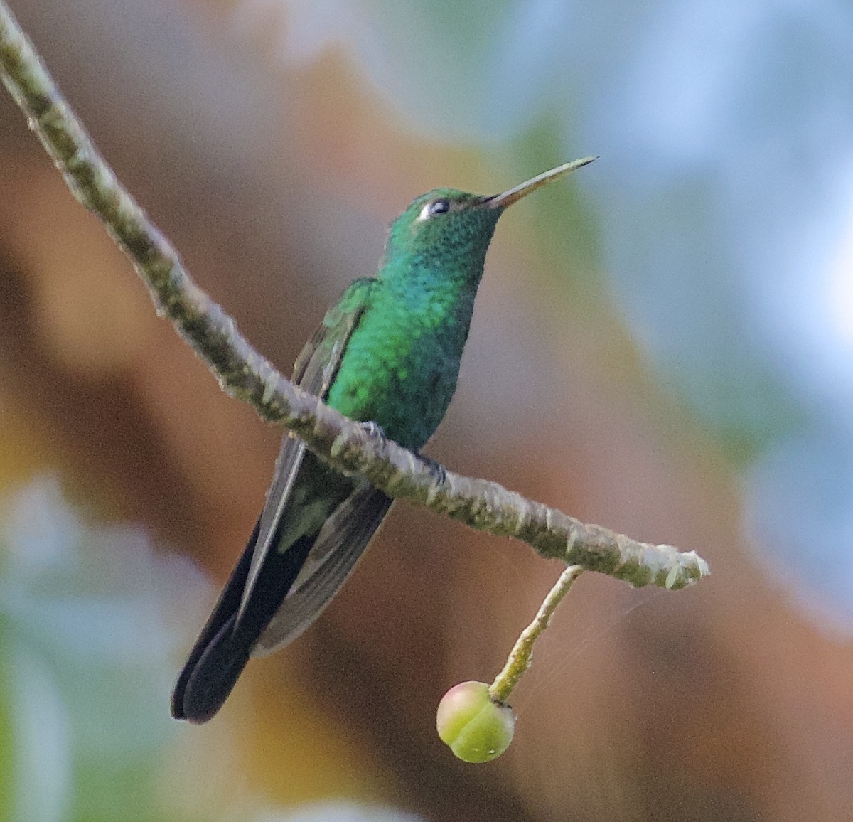 kolibřík kubánský - ML36782401