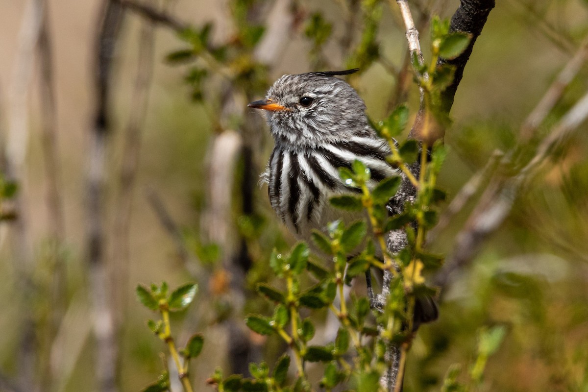 Yellow-billed Tit-Tyrant - ML367824811