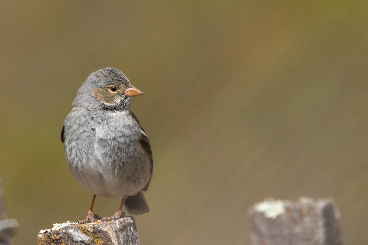 Mourning Sierra Finch - Martín  Perez