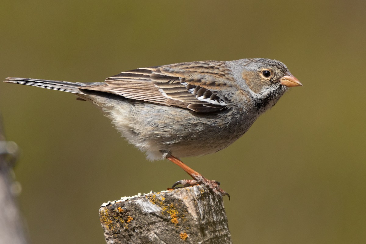 Mourning Sierra Finch - ML367825051