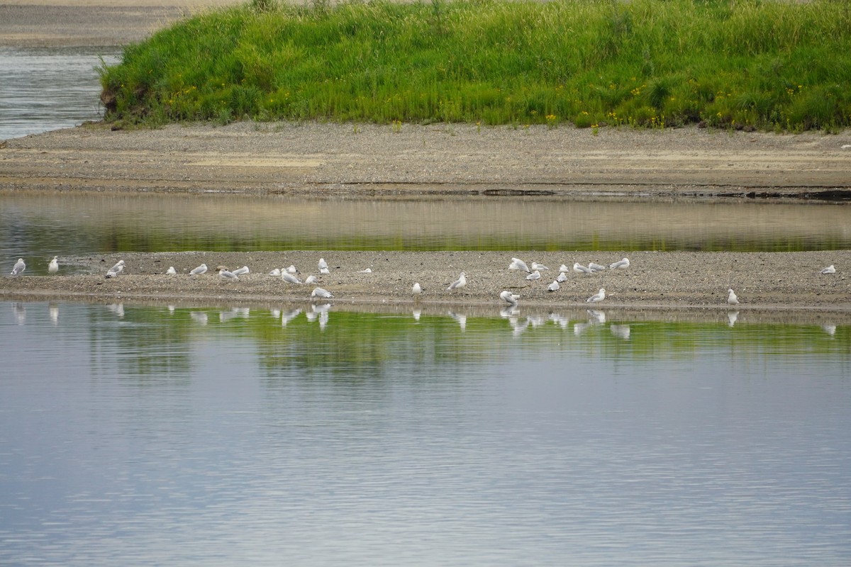 Ring-billed Gull - ML367828701