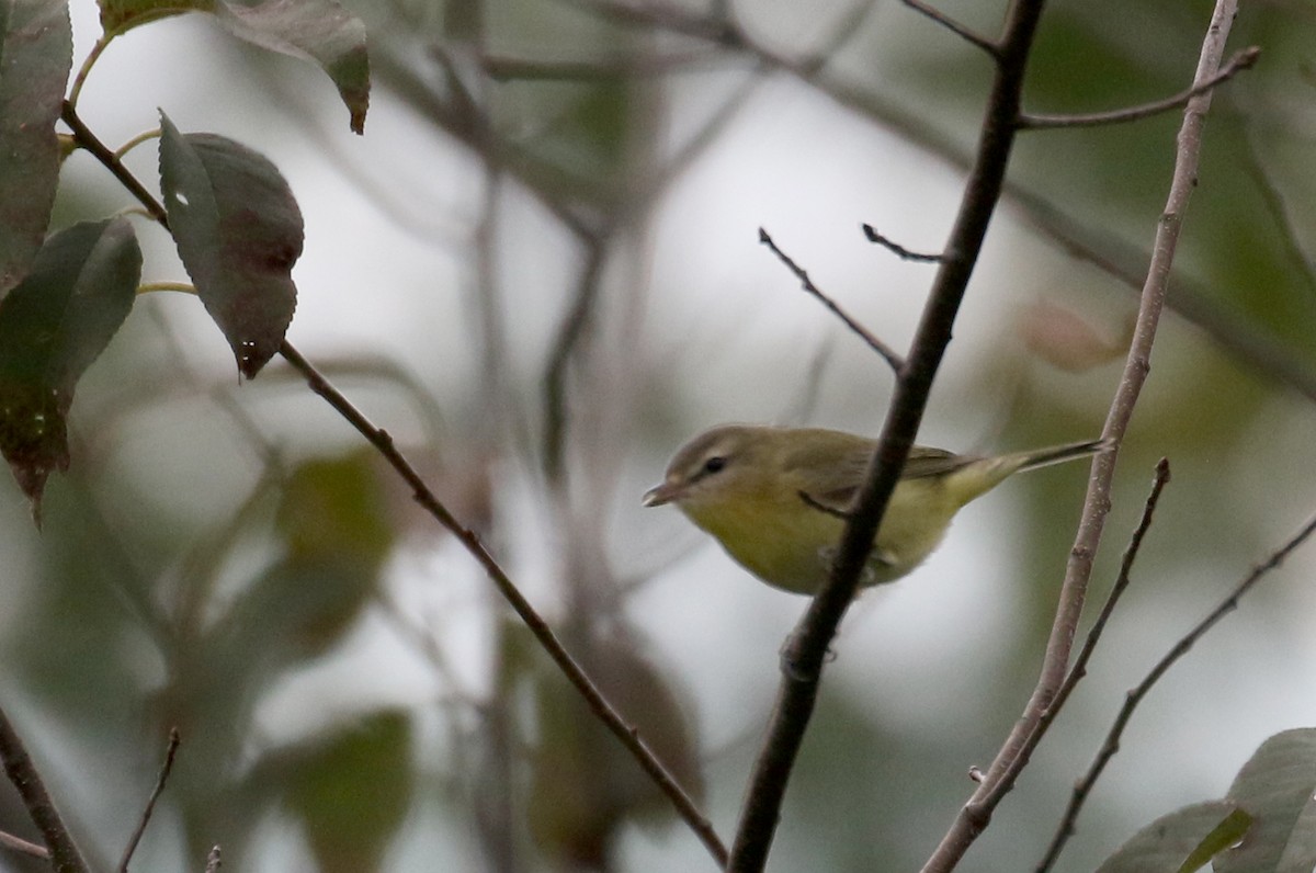 Philadelphia Vireo - ML367828751