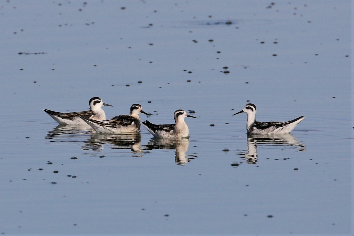 Red-necked Phalarope - ML367828861