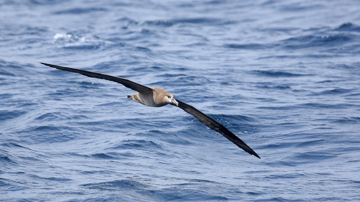 Albatros à pieds noirs - ML367828951