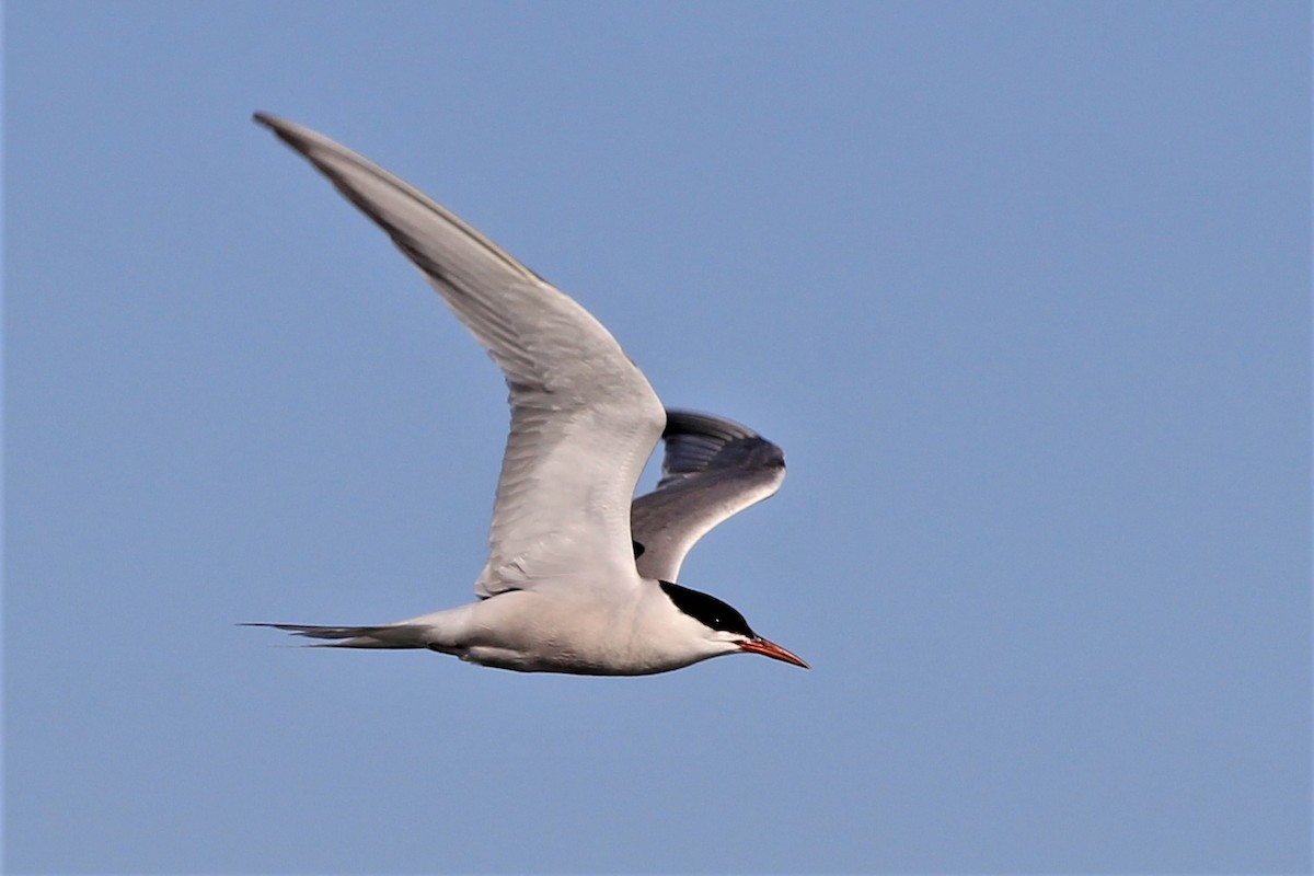 Common Tern - Harold Forsyth