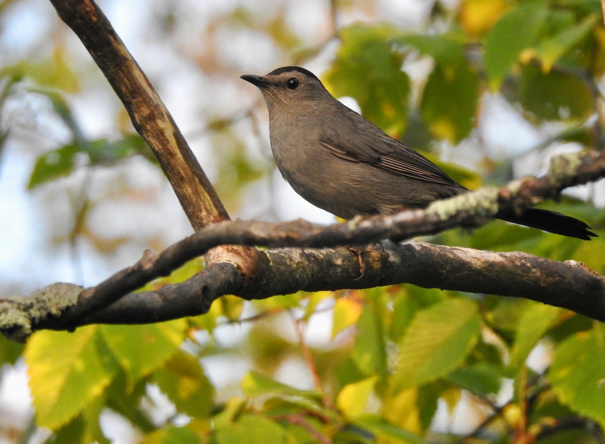 Gray Catbird - ML367830881