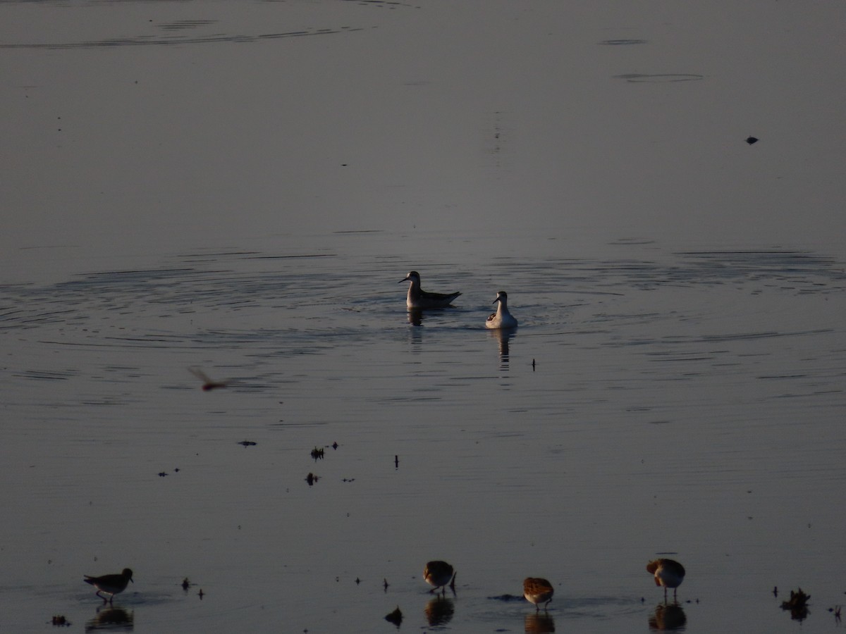 Red-necked Phalarope - ML367831151