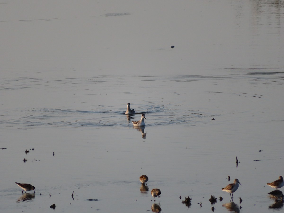 Red-necked Phalarope - ML367831161