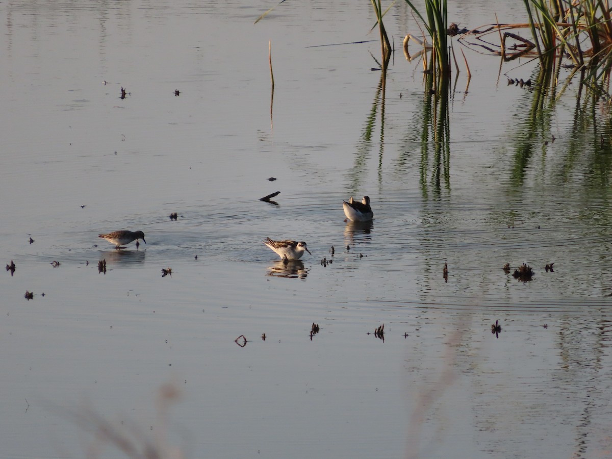 Red-necked Phalarope - ML367831181