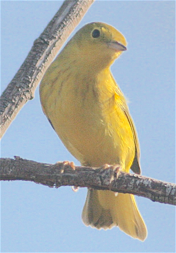 Yellow Warbler - ML367834211