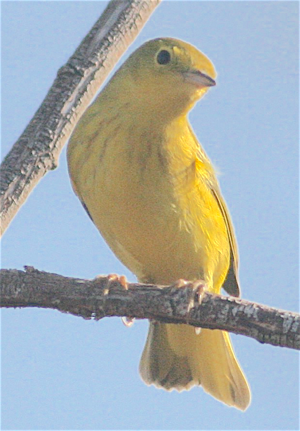 Paruline jaune - ML367834211