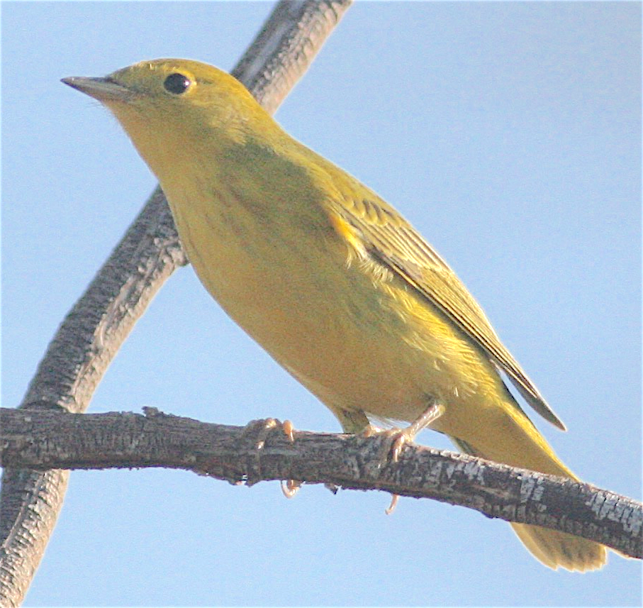 Yellow Warbler - ML367834311