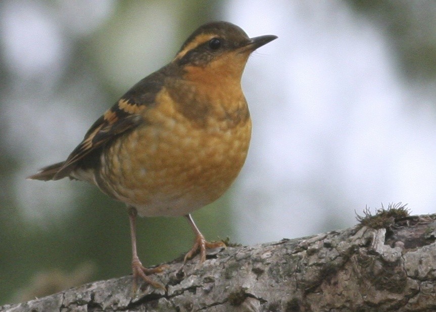 Varied Thrush - ML367836061