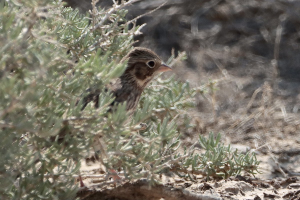 Vesper Sparrow - ML367839261