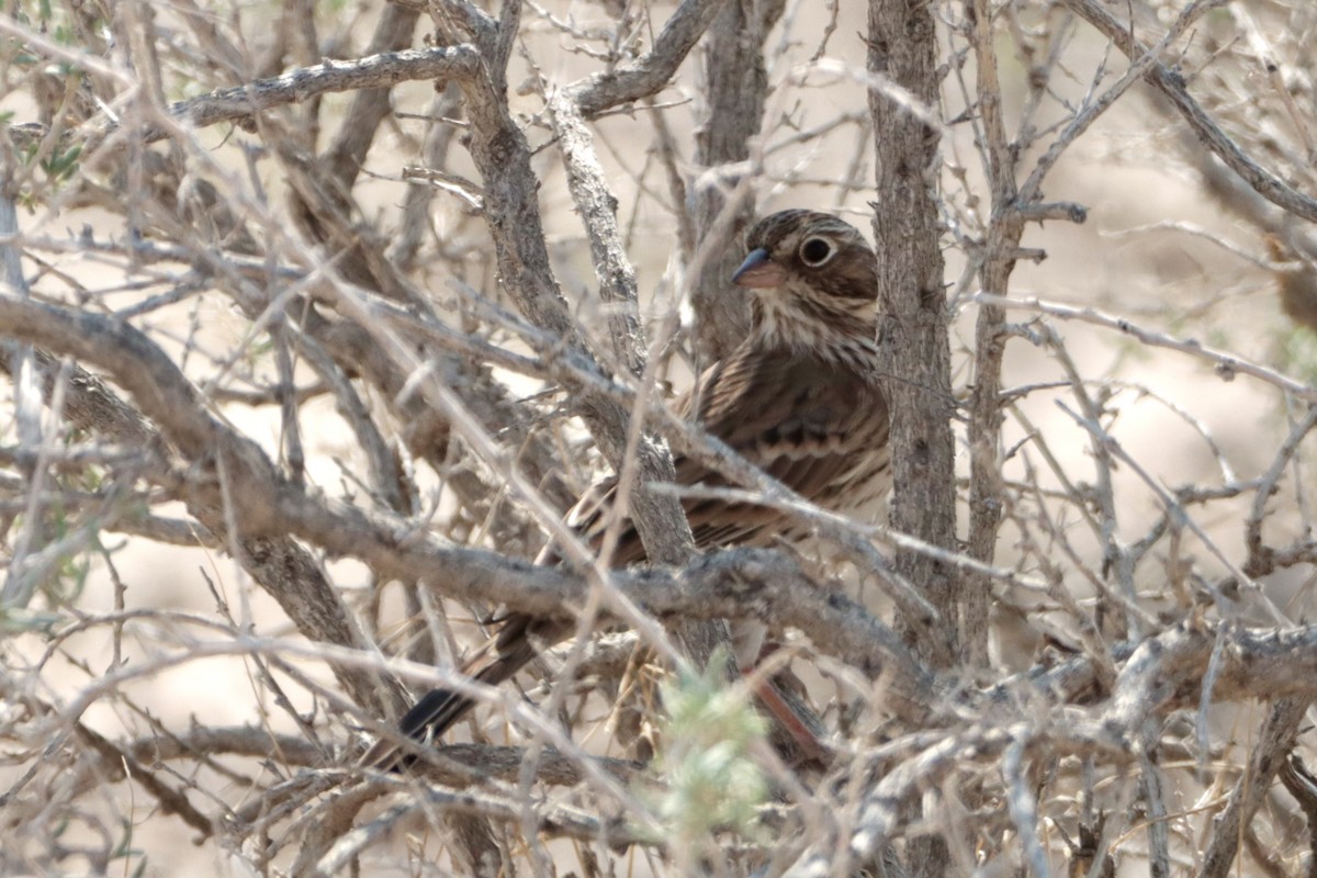 Vesper Sparrow - ML367839271