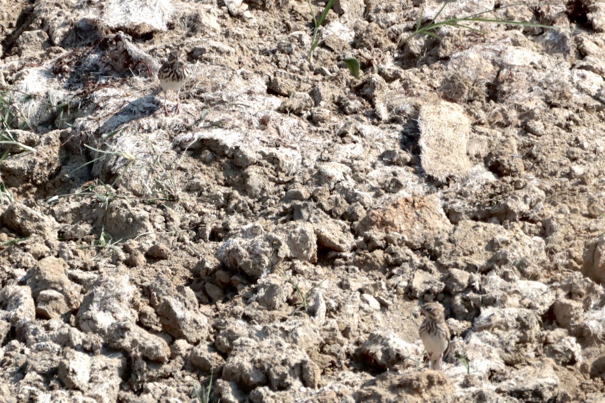 Vesper Sparrow - ML367839281