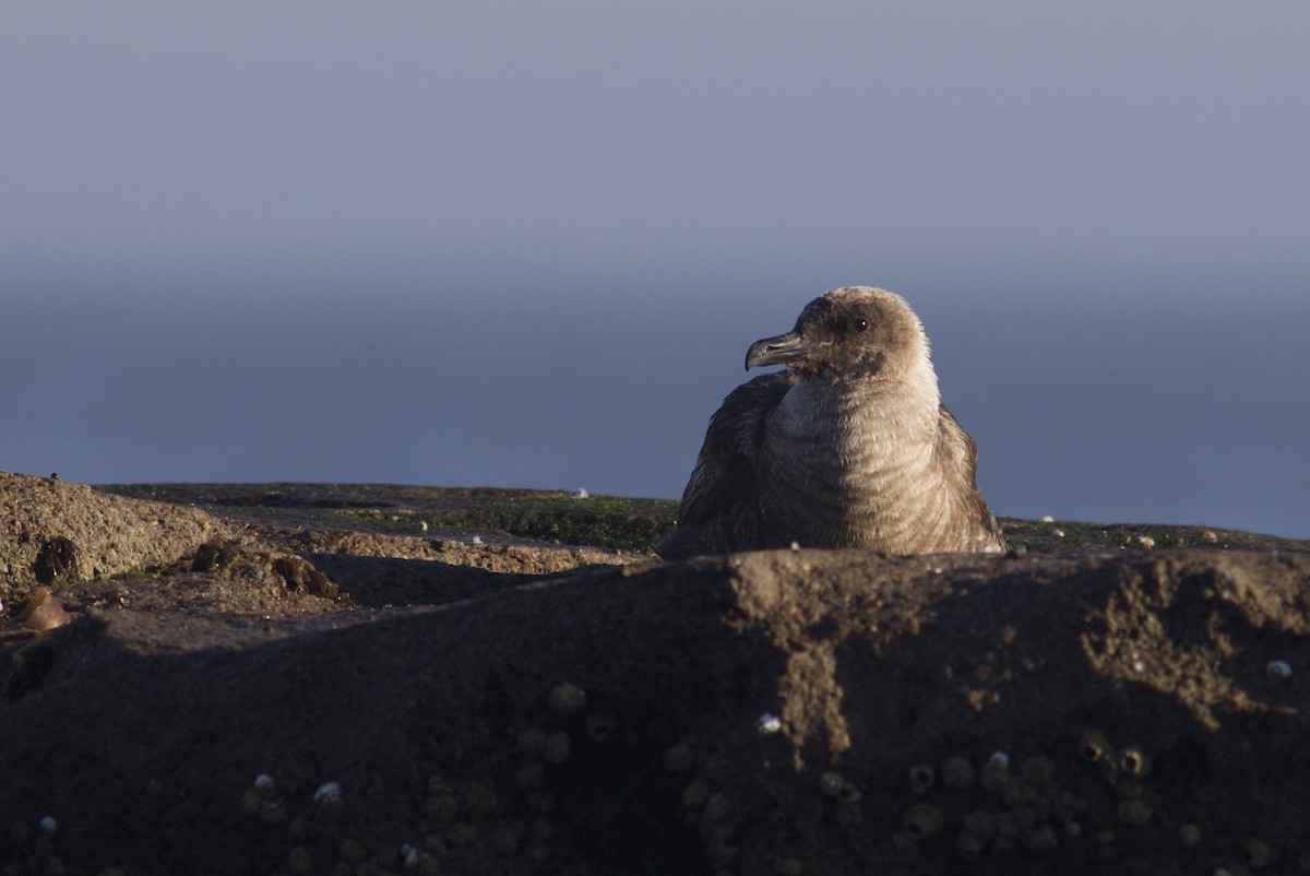 South Polar Skua - ML367839601