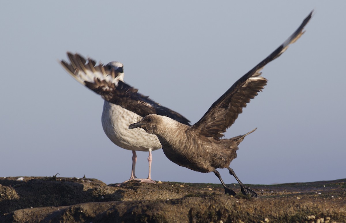 South Polar Skua - ML367839641