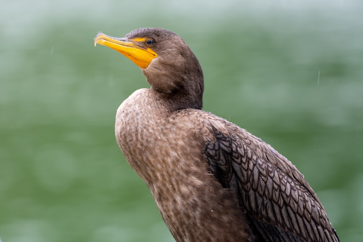 Double-crested Cormorant - ML367839711