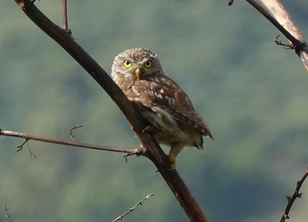 Peruvian Pygmy-Owl - ML367839721