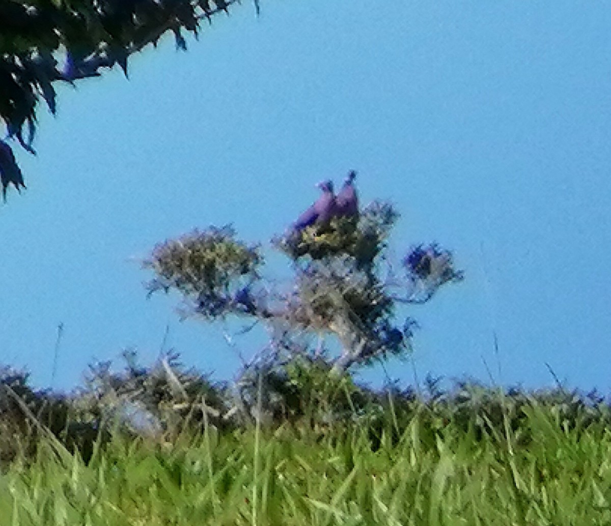 Band-tailed Pigeon - ML367840921