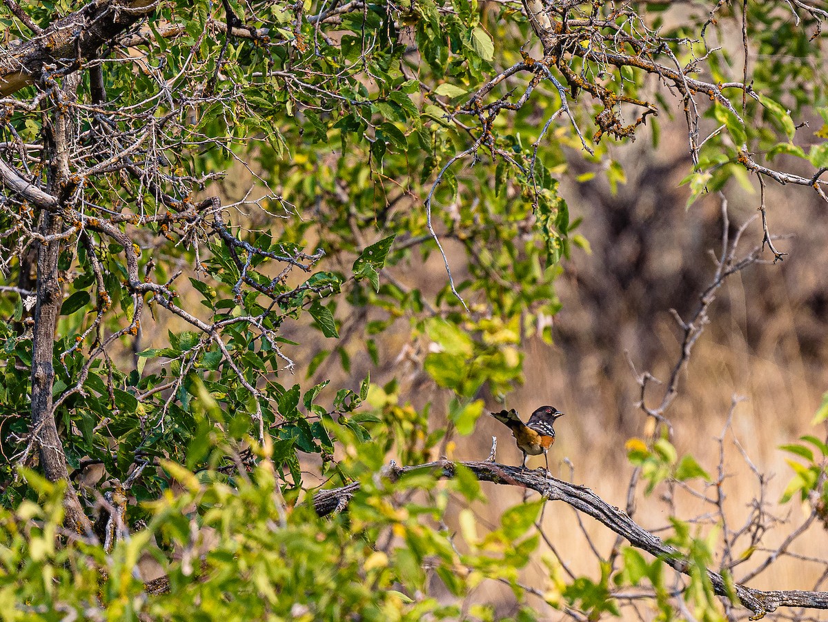 Spotted Towhee - ML367840931